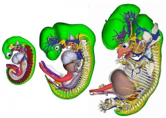 AMC / UvA ontwikkelt 3D-atlas van groeiend embryo