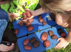 Kinderen kweken eigen salade met IVN Natuureducatie Kinderen kweken eigen salade met IVN Natuureducatie