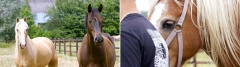 NPO 2 Doc Spiegel van Eva Sjerps: paardencoaching voor jongeren met problemen