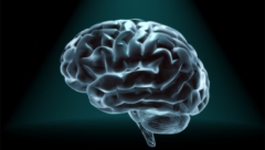 ‘Typisch mannelijk brein’ als oorzaak van autisme kan van tafel