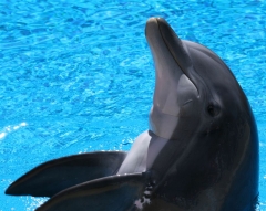 Wetenschappelijk bewezen of niet: ervaringsdeskundigen zweren bij dolfijntherapie