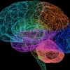 Nieuwe analyse van hersenen geeft beter inzicht in psychische aandoeningen