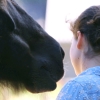 Spiegel van Eva Sjerps: paardencoaching voor jongeren met problemen
