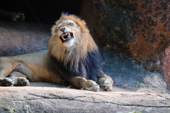 Swingen op Dierendag | Beluister de playlist van Jeroen Schipper en brul als een leeuw!