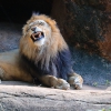 Swingen op Dierendag | Beluister de playlist van Jeroen Schipper en brul als een leeuw! Swingen op Dierendag | Beluister de playlist van Jeroen Schipper en brul als een leeuw!